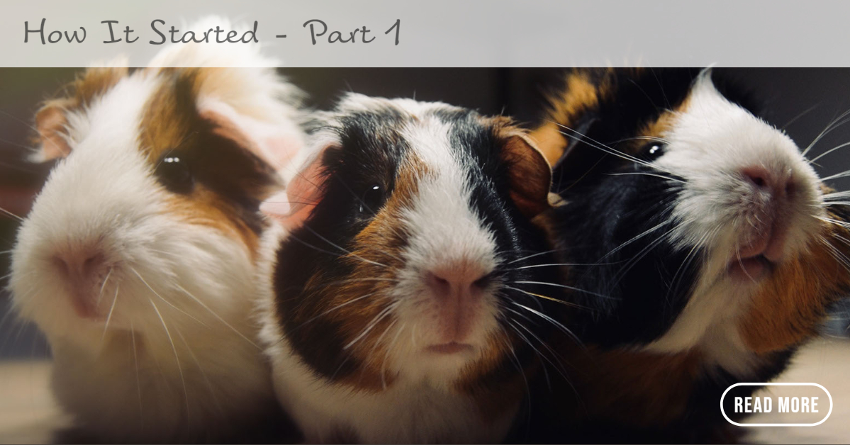 Dr Susanna McIntyre Vet The Story Part 1 • PETPlus Nutrition