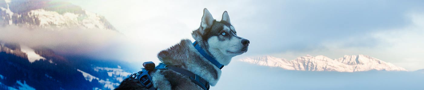 dog throwing up kibble