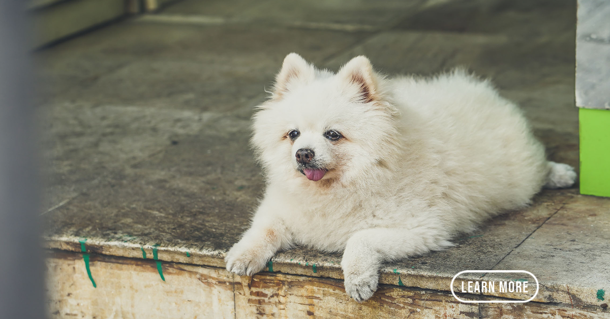 What Is Septic Arthritis In Dogs? • PET Plus