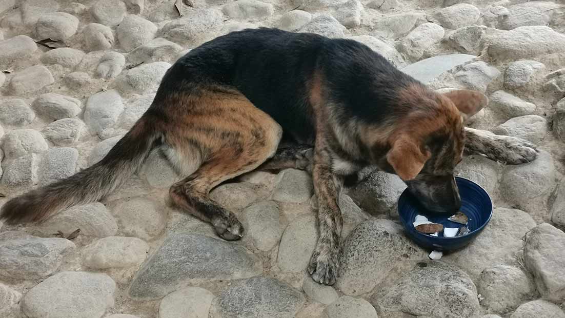Dog eating fresh coconut