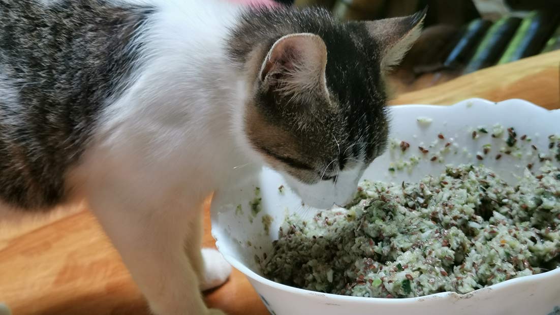 Kitten eating raw vegan biscuit mixture